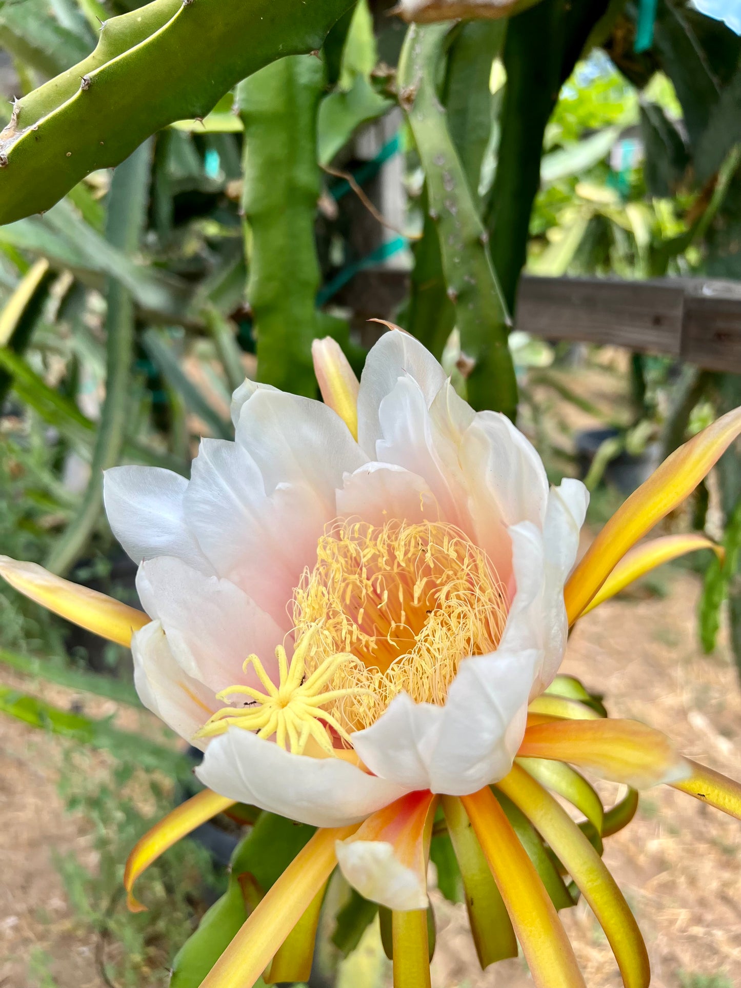 Hana